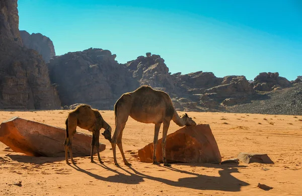 ヨルダンにラクダワディ ラム砂漠赤い砂の上赤ちゃんと背景の高い山 — ストック写真