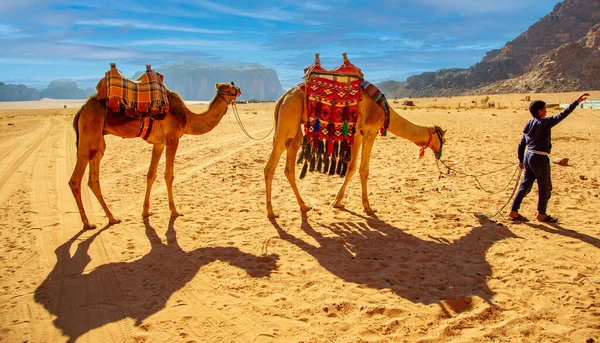Camellos Conducidos Por Niño Beduino Wadi Rum Jordan Febrero 2020 — Foto de Stock