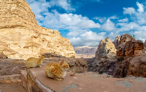 Gato Salvaje Descansando Esperando Comida Turistas Petra Jordania — Foto de Stock