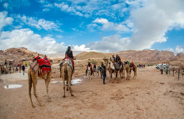 Beduinos Camellos Esperando Turistas Petra Jordania Febrero 2020 — Foto de Stock