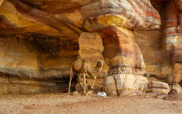 Petra Jordan 'da bir deve dinleniyor.