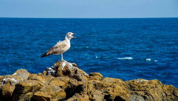 Kanarya Adasının kıyılarından manzarada ağzı açık bir martı ve arka planda Atlantik Okyanusu görünüyor..