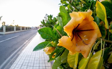 02 Şubat 2022 Porto Riko 'nun Büyük Kanaryası' nın sokaklarında çeşitli parlak sarı tropikal çiçekler bulundu.
