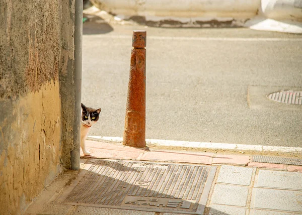 Cat Looking Corner Narrow Streets Ojos Garza Canary Island — ストック写真