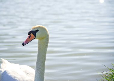 The lone swan on a lake in Romania from another country due to the season