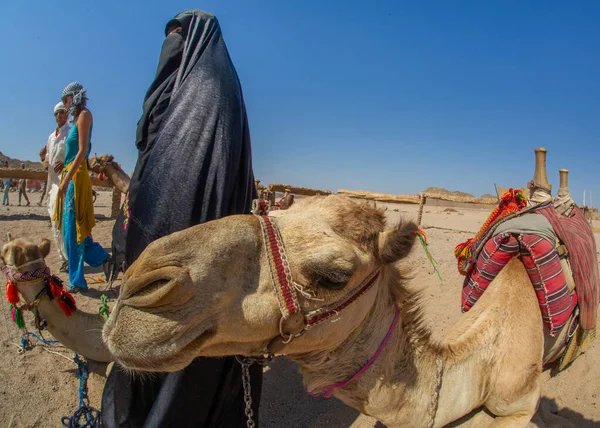 Mısır Deveyle Gezen Bir Turist Burka Bir Kadın Tarafından Hurdaya — Stok fotoğraf