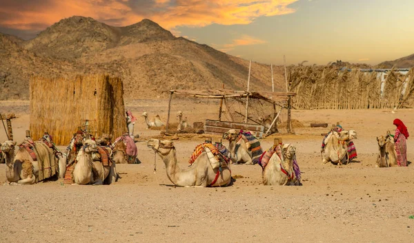 Chameaux Egypte Hurgada Assis Attendant Les Touristes Pour Les Promener — Photo