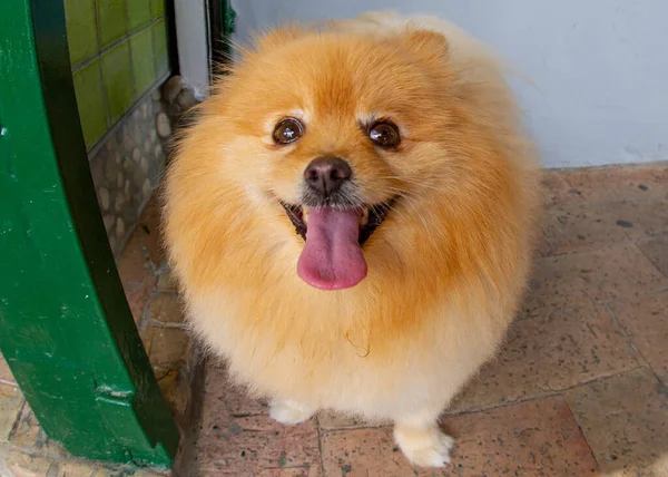 Mycket Rolig Orange Hund Med Öppen Mun Sätter Sig Ner — Stockfoto