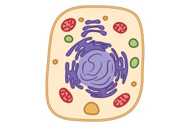 Basit hücre yapısı tıbbi illüstrasyon, mitokondri, ger, endoplazmik retikulum