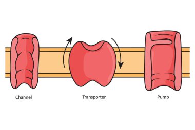 Channels, transporters and pumps, simple illustration showing different transmembrane proteins. clipart