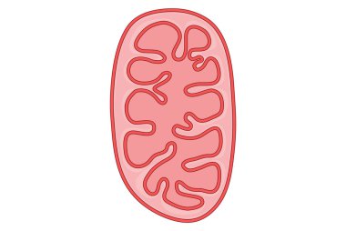 Simple illustration of a mitochondrion in cell clipart