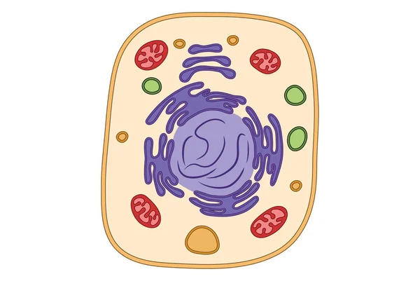 Basit hücre yapısı tıbbi illüstrasyon, mitokondri, ger, endoplazmik retikulum