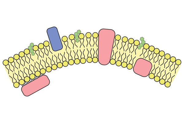 Simple illustration of cell membrane and incorporated structures