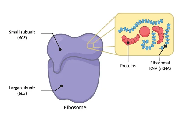 Structure Simple Ribosome Des Années Dans Une Cellule Eucaryote — Photo