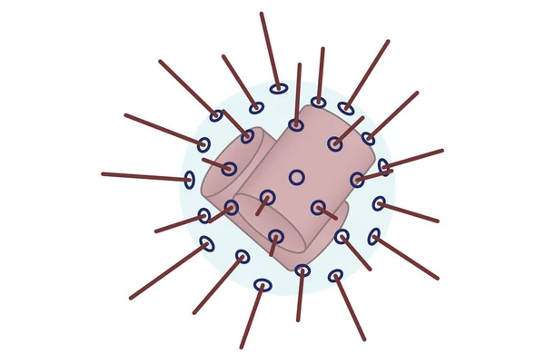 Hücredeki sentrozomların ultra yapısı, temel hücre yapısı