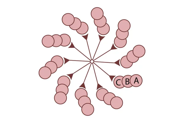 Santriolün yapısı (9 x 3)