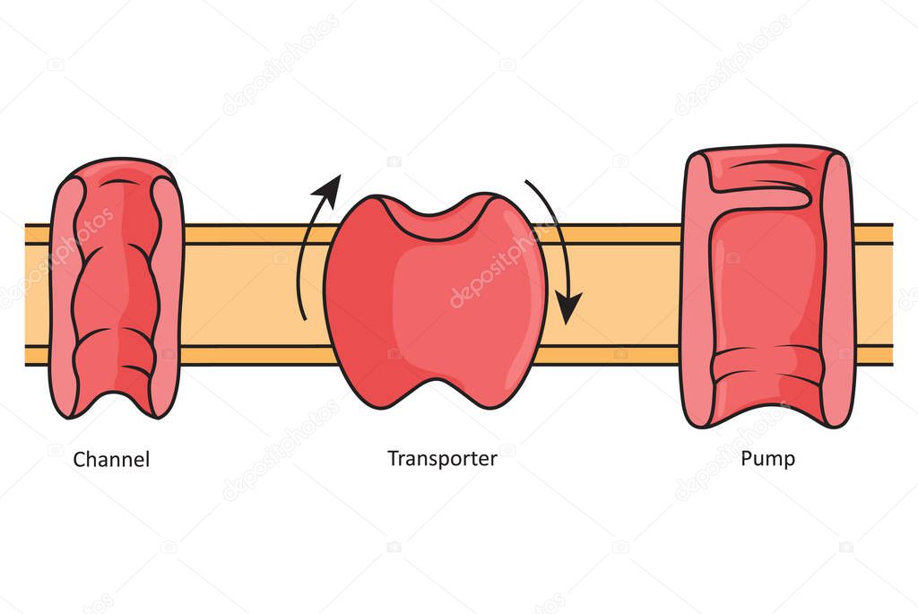 Channels, transporters and pumps, simple illustration showing different transmembrane proteins.