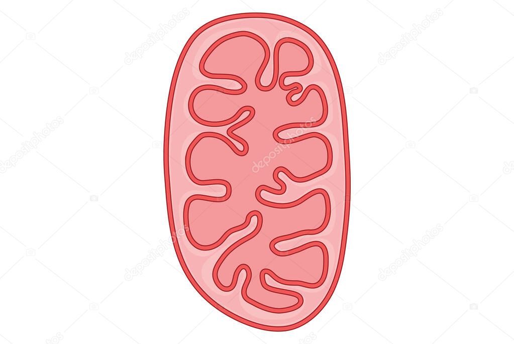 Simple illustration of a mitochondrion in cell