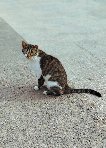 Sad cat on the streets of Antalya