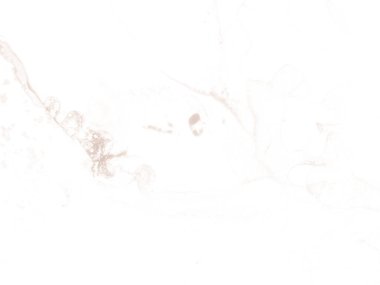 Altın Alkol Mürekkebi Mermeri. Kahverengi Renkli Işık Arkaplanı. Beyaz mürekkep boyası. Kahverengi Sıvı deseni. Kahverengi Mermer Arkaplan. Parlak Kahverengi Tuval. Parlak Gradyan Arkaplanı. Hafif Soyut Boyama