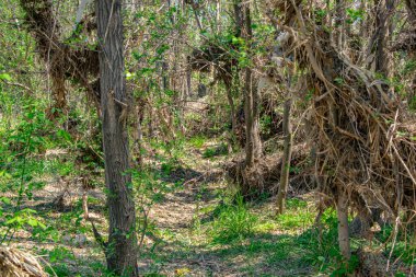 Nehir ya da ağacın kıyısındaki karaağaçlar tarafından doğal olarak oluşturulan dallar tüneli.