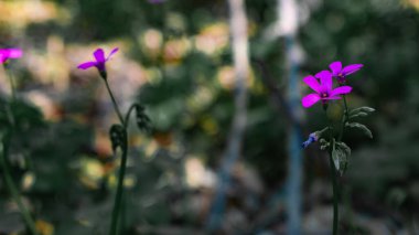Penilla vadisinde şiddetli yağmurların yol açtığı selden sonra açık havada doğan yabani bir çiçek.