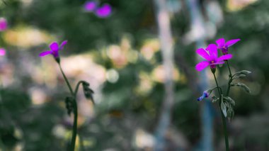 Penilla vadisinde şiddetli yağmurların yol açtığı selden sonra açık havada doğan yabani bir çiçek.