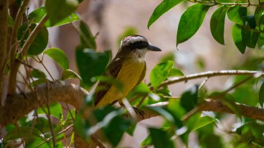 bienteveo Cordoba dağlarının yerlisi ya da pitog