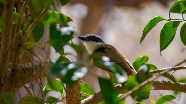 bienteveo Cordoba dağlarının yerlisi ya da pitog