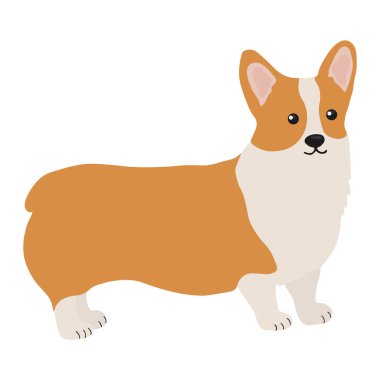 Corgi köpek vektör karikatürü çizimi. Beyaz arka planda izole edilmiş şirin Galli Corgi yavrusu. Simge, sembol, kart ve çocuk kitabı için harika.