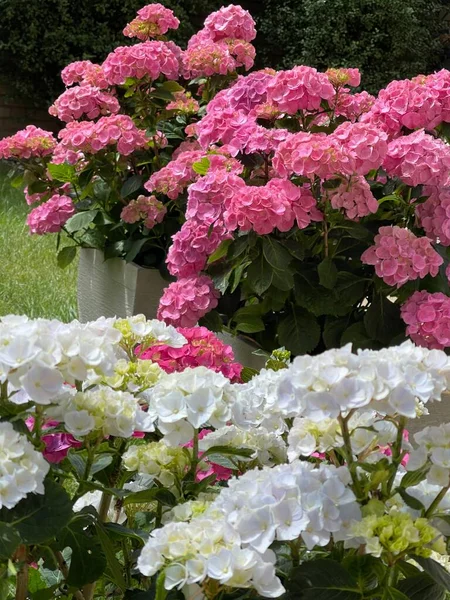 园中的粉红色和白色的水壶 — 图库照片
