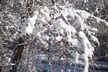 Kışın bahçede karla kaplı ağaç