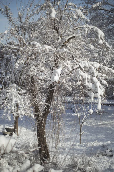 Schneebedeckter Baum Garten Winter — Stockfoto