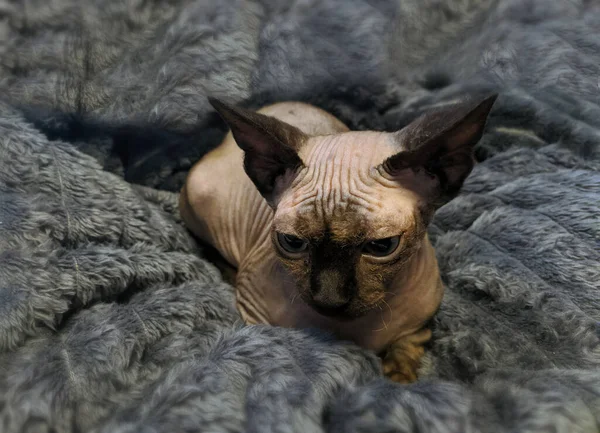 Cute Sphynx Kitten Resting Blanket — Stock Photo, Image