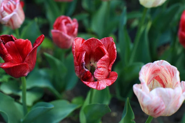Разноцветные Цветущие Цветы Тюльпанов Различные Сорта Растущие Лугу Ранней Весной — стоковое фото