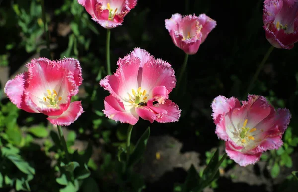 Una Abeja Tulipán Escarlata Floreciente Con Espinas Los Pétalos Creciendo —  Fotos de Stock