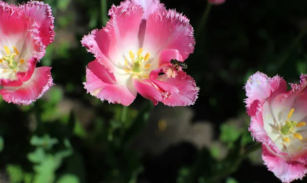 Пчела Цветущем Алом Тюльпане Шипами Лепестках Растущем Лугу Ранней Весной — стоковое фото