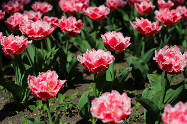 Разноцветные Цветущие Цветы Тюльпана Шипами Лепестках Растущие Лугу Ранней Весной — стоковое фото