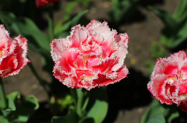 Flores Tulipán Florecientes Multicolores Con Espinas Pétalos Creciendo Prado Principios —  Fotos de Stock