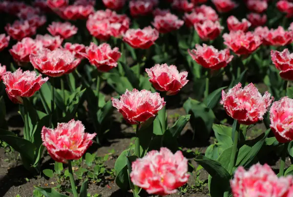 Разноцветные Цветущие Цветы Тюльпана Шипами Лепестках Растущие Лугу Ранней Весной — стоковое фото