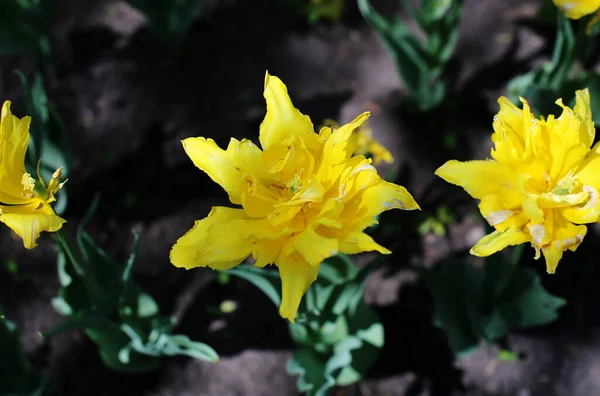 Цветущие Цветущие Цветы Тюльпанов Различные Сорта Растущие Лугу Ранней Весной — стоковое фото