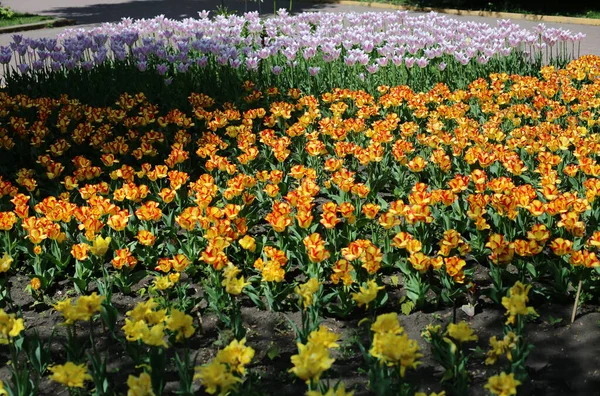 Flerfärgade Blommande Tulpanblommor Olika Sorter Xer Äng Rjan Ren — Stockfoto