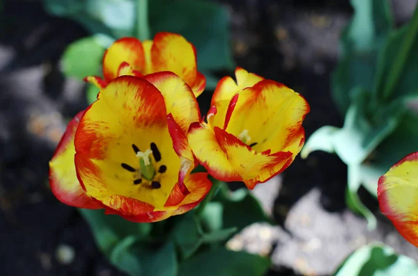Разноцветные Цветущие Цветы Тюльпанов Различные Сорта Растущие Лугу Ранней Весной — стоковое фото