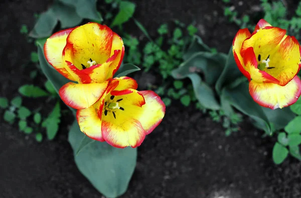 Flores Tulipán Florecientes Multicolores Diferentes Variedades Creciendo Prado Principios Primavera —  Fotos de Stock