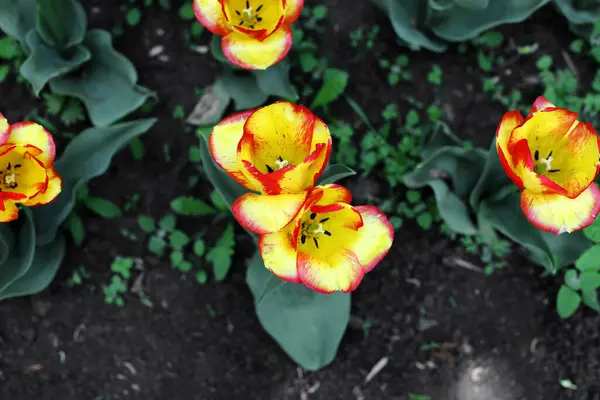 Flores Tulipán Florecientes Multicolores Diferentes Variedades Creciendo Prado Principios Primavera —  Fotos de Stock