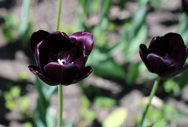 Μαύρα Ανθισμένα Λουλούδια Τουλίπας Διαφορετικές Ποικιλίες Αναπτύσσονται Ένα Λιβάδι Στις — Φωτογραφία Αρχείου