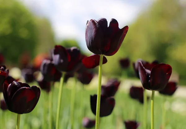 Flores Tulipán Negro Flor Diferentes Variedades Creciendo Prado Principios Primavera — Foto de Stock