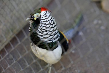 Elmas sülün bir hayvanat bahçesinde yaşar, kuş ise metal şebekenin arkasında durur.