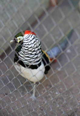 Elmas sülün bir hayvanat bahçesinde yaşar, kuş ise metal şebekenin arkasında durur.