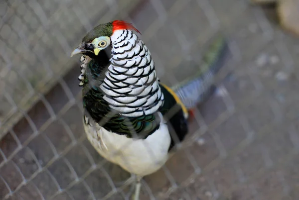 Diamond Pheasant Lives Zoo Bird Standing Metal Grid — Stock Photo, Image